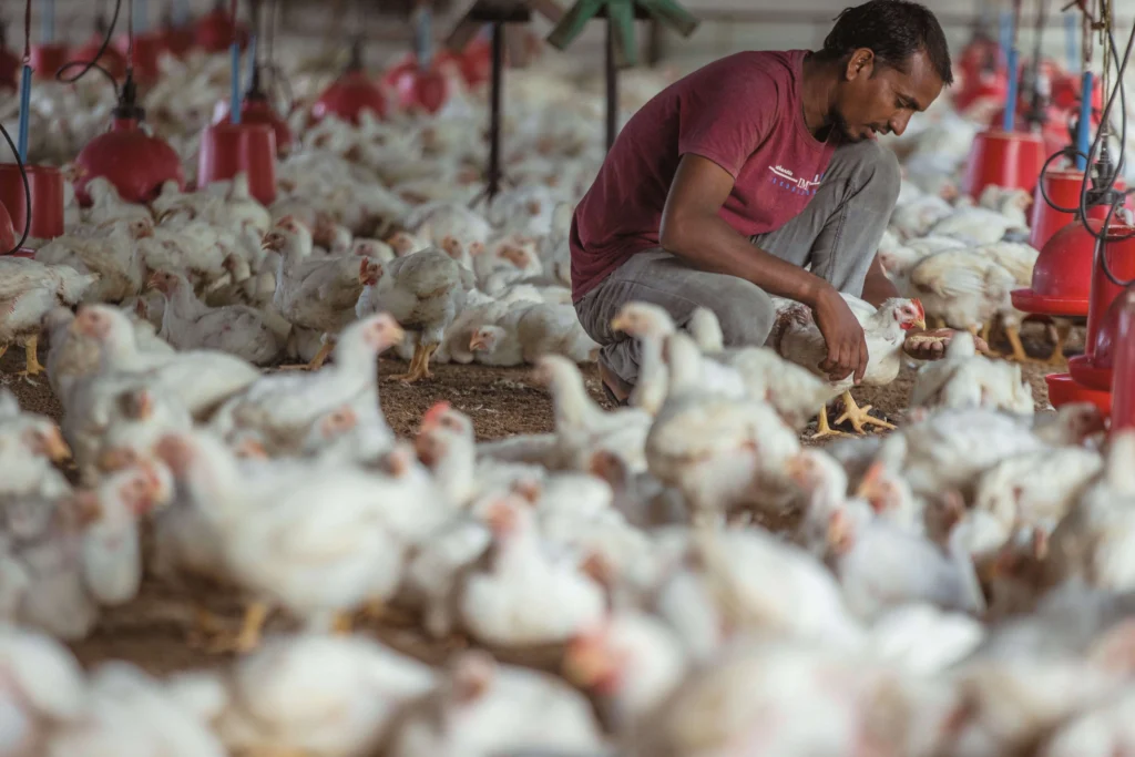 Poultry farmer inspecting healthy broiler chickens before they are supplied to the market.