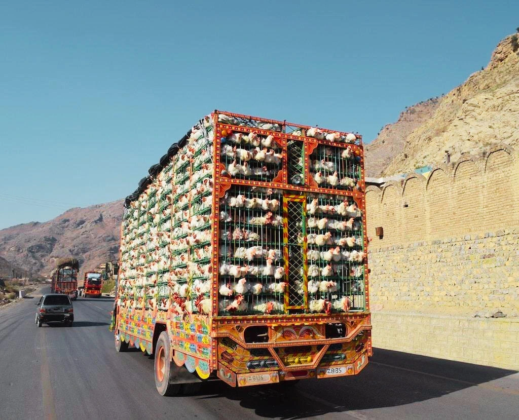 A poultry transport truck transporting broiler chickens from farm to wholesale and retail markets.